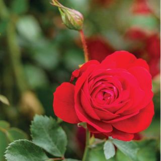 Canadian Shield Rose Thumbnail